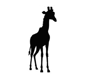Black giraffe sill silhouette transparent PNG