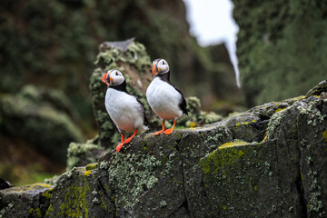 Puffins Perched Peacefully on Rocky Cliff Edge
