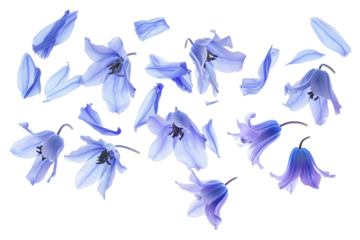 bluebell petals flew isolated on white background