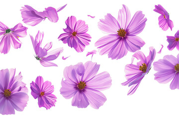 Cosmos petals flew isolated on white background
