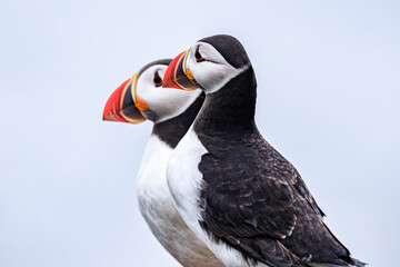 Puffins Perched Peacefully on Rocky Cliff Edge