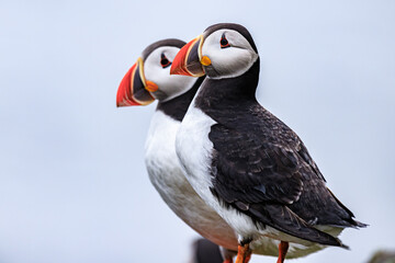 Puffins Perched Peacefully on Rocky Cliff Edge