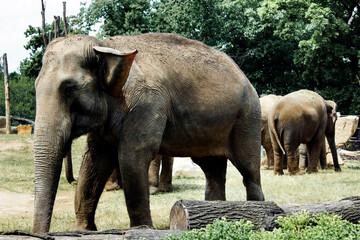 A family of elephants in the wild