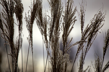 Fototapeta premium Élégance naturelle, gros plan d'herbe semblable à du riz