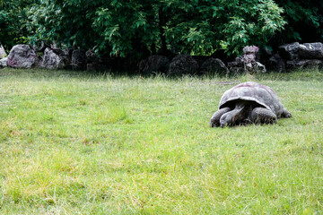 A huge Galapagos tortoise stands on the lawn. An old turtle stands on the grass in a wild environment