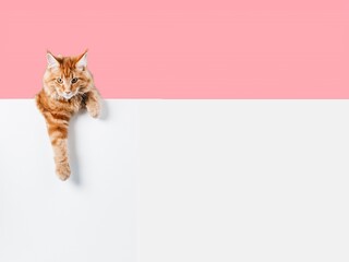 Beautiful domestic cat with blank paper banner