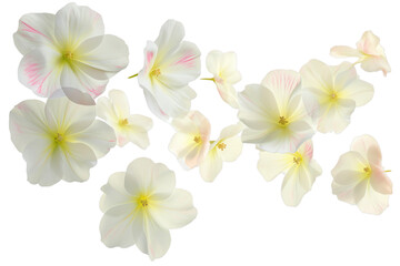 primrose petals flew isolated on white background