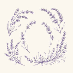 Fototapeta na wymiar Lavender flowers set. Hand drawn lavender vector illustration.