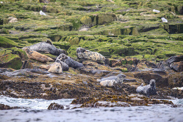 Seals Basking on Rocky Shores of Scotland