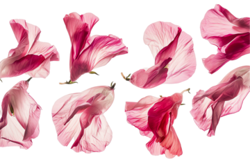 flower sweet pea petals flew isolated on white background