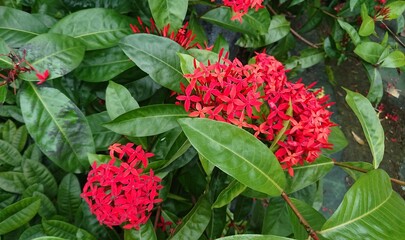 Beautiful Red Flower in the Garden