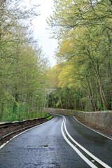 A Serene Journey Through the Lush Green Forest