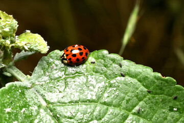 An Asian ladybug attacks a family of aphids.