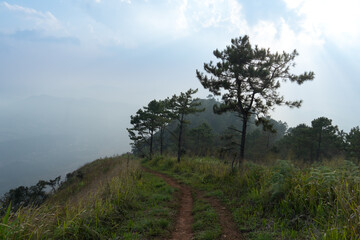 Walking path with green grass covering both sides.route heads to the mountaintop view point of Phu Nom. Background image with fog and faint mountains. At Phu Langka Phayao Province of Thailand. 