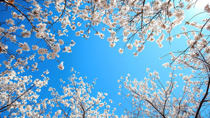 Scene that symbolizes the arrival of spring, with blossoming trees and a clear blue sky