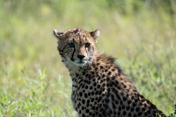 a family of cheetahs lies in the grass after a successful hunt in a green clearing in natural conditions in a national park in Kenya