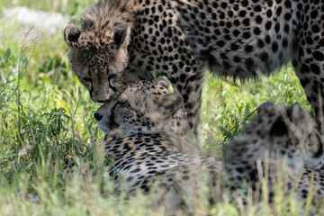 a family of cheetahs lies in the grass after a successful hunt in a green clearing in natural conditions in a national park in Kenya
