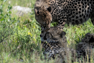 a family of cheetahs lies in the grass after a successful hunt in a green clearing in natural conditions in a national park in Kenya