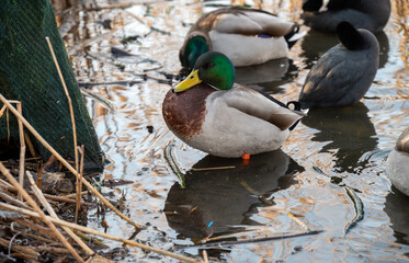 Mallard Duck in Natural Habitat