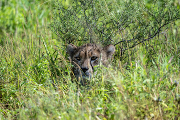 a family of cheetahs lies in the grass after a successful hunt in a green clearing in natural conditions in a national park in Kenya