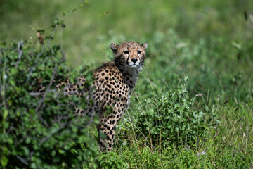 a family of cheetahs lies in the grass after a successful hunt in a green clearing in natural conditions in a national park in Kenya