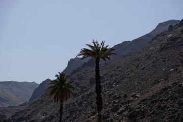 Fototapeta na wymiar palm trees infront of vulcanic mountains
