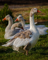 Fototapeta premium goose on the grass