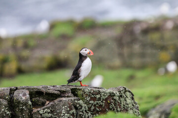 A Lone Puffin Perched on Rocky Terrain Amidst Greenery