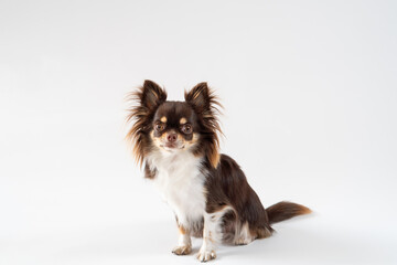 おすわりして微笑む犬のチワワ｜白背景