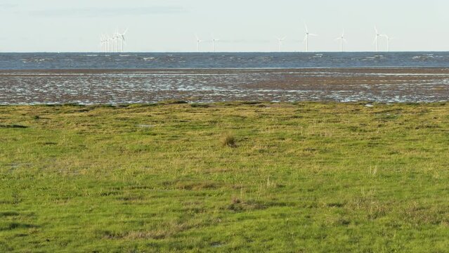 Marine vegetation plants and grasses left to grow on Hoylake sand beach, eventually creating sand dunes, Wirral, Merseyside, England