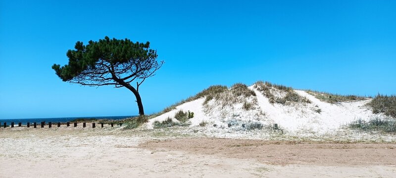 Playa de Atlantida. Dunas, &aacute;rboles y mar.