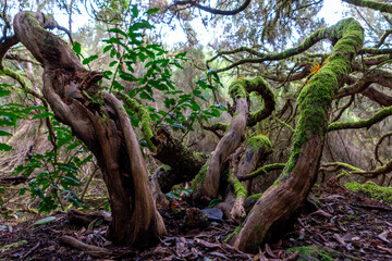 Beautiful nature closeup of some trunks full of moss and green leaves with dry leaves on the ground in the Anaga natural park, Tenerife, Spain, Europe