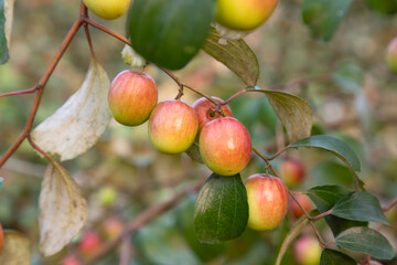 Red jujube fruits or apple kul boroi on a branch in the garden. Selective Focus with Shallow depth of field