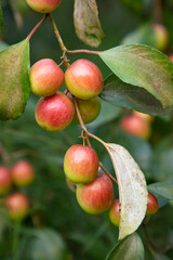 Red jujube fruits or apple kul boroi on a branch in the garden. Selective Focus with Shallow depth of field