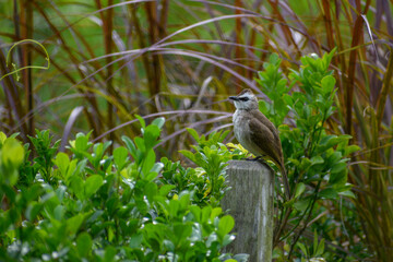A juvenile yellow-vented bulbul perching on a fence in the western part of Singapore.