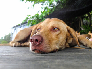 Lazy dog ​​in Orchid Island