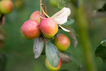 Red jujube fruits or apple kul boroi on a branch in the garden. Selective Focus with Shallow depth of field