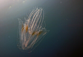 Utila Jelly Fish