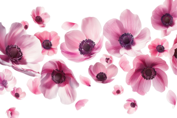 flower anemone petals flew isolated on white background
