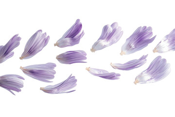 Fototapeta premium flower aster petals flew isolated on white background