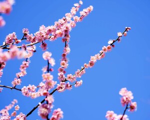 青空をバックにしたピンクの梅の花