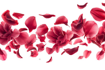 flower Camellia petals flew isolated on white background