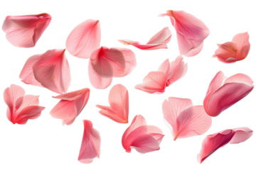flower Camellia petals flew isolated on white background