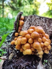 mushrooms in the forest