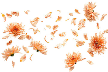 flower Chrysanthemum petals flew isolated on white background