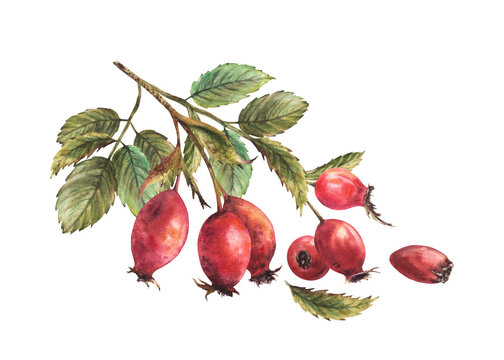 watercolor red rose hips on branch clip art preview