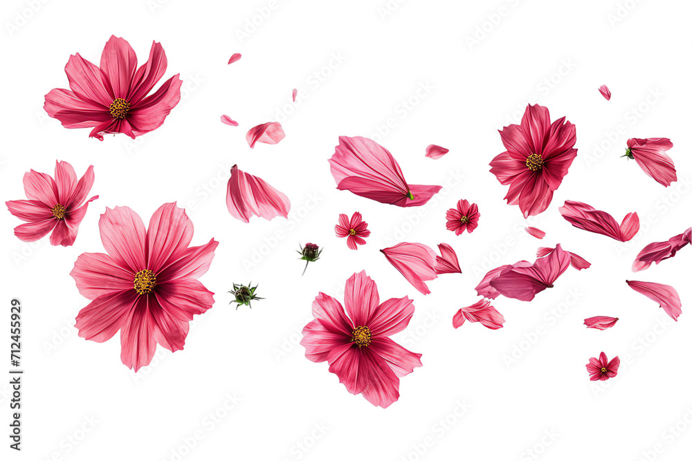 Wall mural flower cosmos petals flew isolated on white background