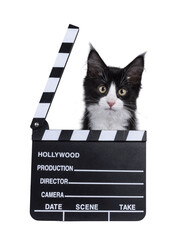 Cute black with white tuxedo Maine Coon cat kitten with naughty expression, sitting behind director...