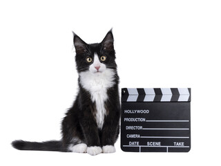 Cute black with white tuxedo Maine Coon cat kitten with naughty expression, sitting beside director clapper.  Looking towards camera. Isolated cutout on a transparent background.
