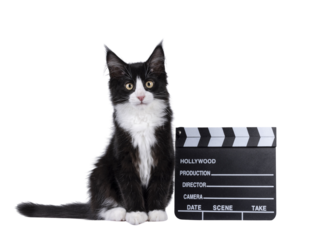 Cute black with white tuxedo Maine Coon cat kitten with naughty expression, sitting beside director clapper.  Looking towards camera. Isolated cutout on a transparent background.